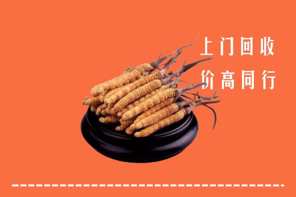 收购行情：鹿泉区冬虫夏草回收多少钱每克